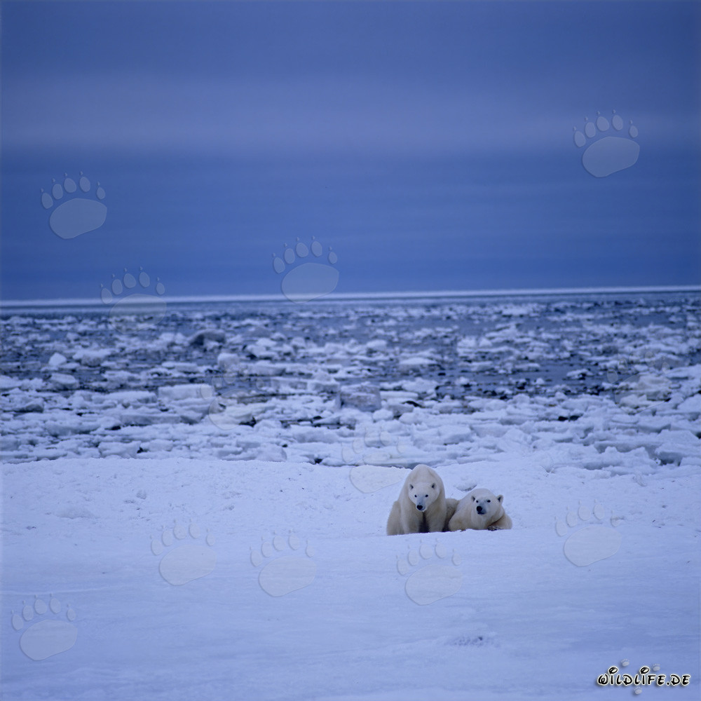 Majestätische Eisbären in der eisigen Arktis