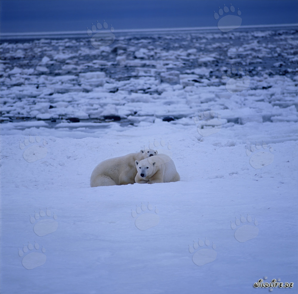 Zwei majestätische Eisbären in der eisigen Wildnis von Kanada