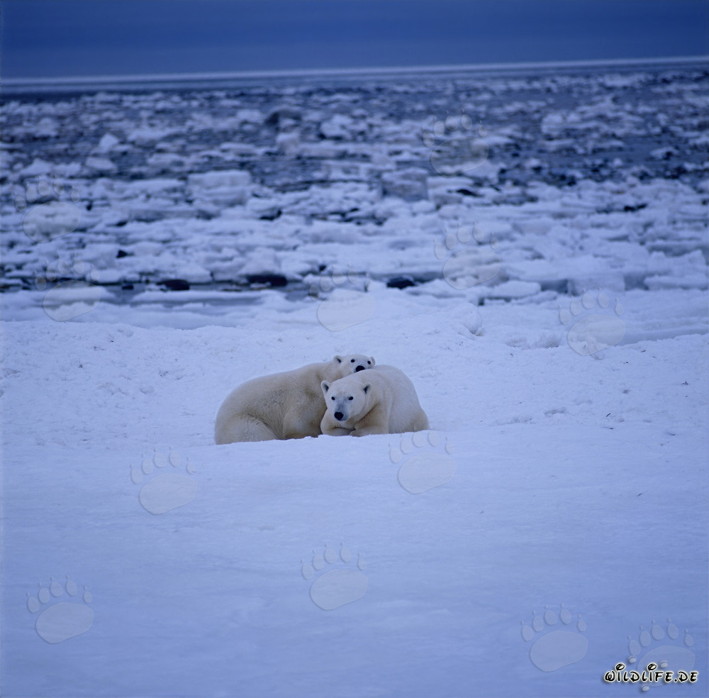 Deux majestueux ours polaires dans la nature glaciale du Canada