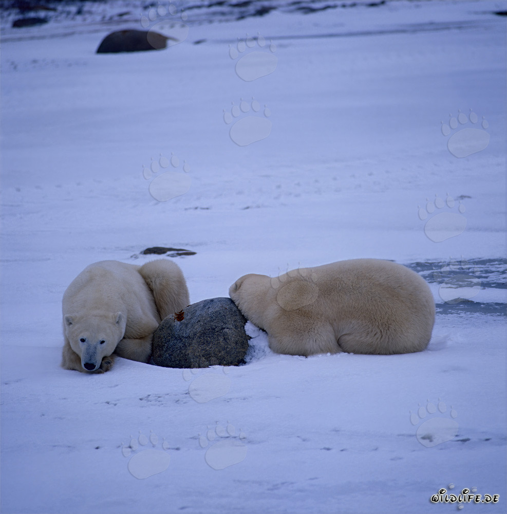 Ours polaires : Les majestueux habitants de l'Arctique