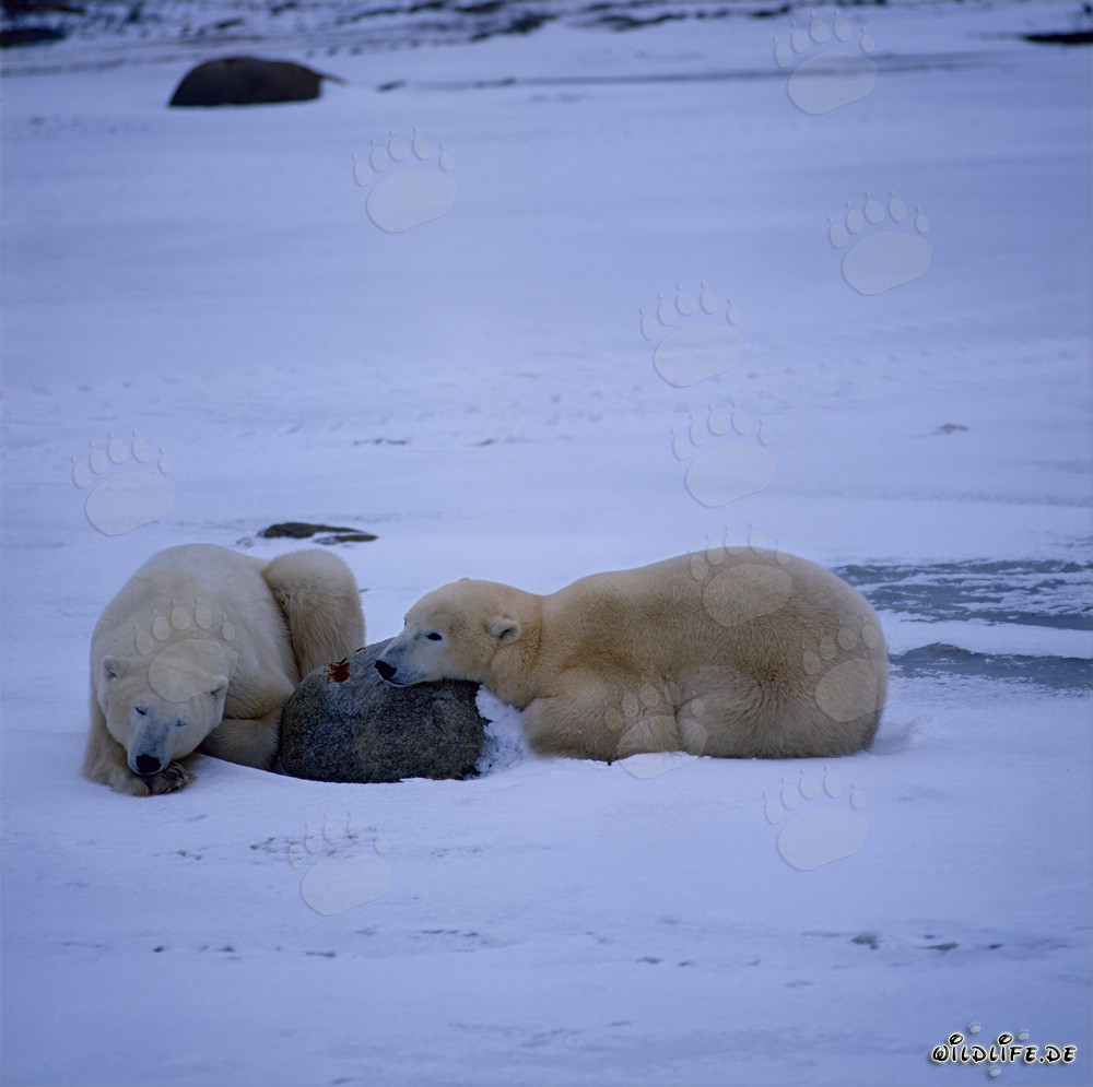Osos polares descansando en la bahía de Hudson