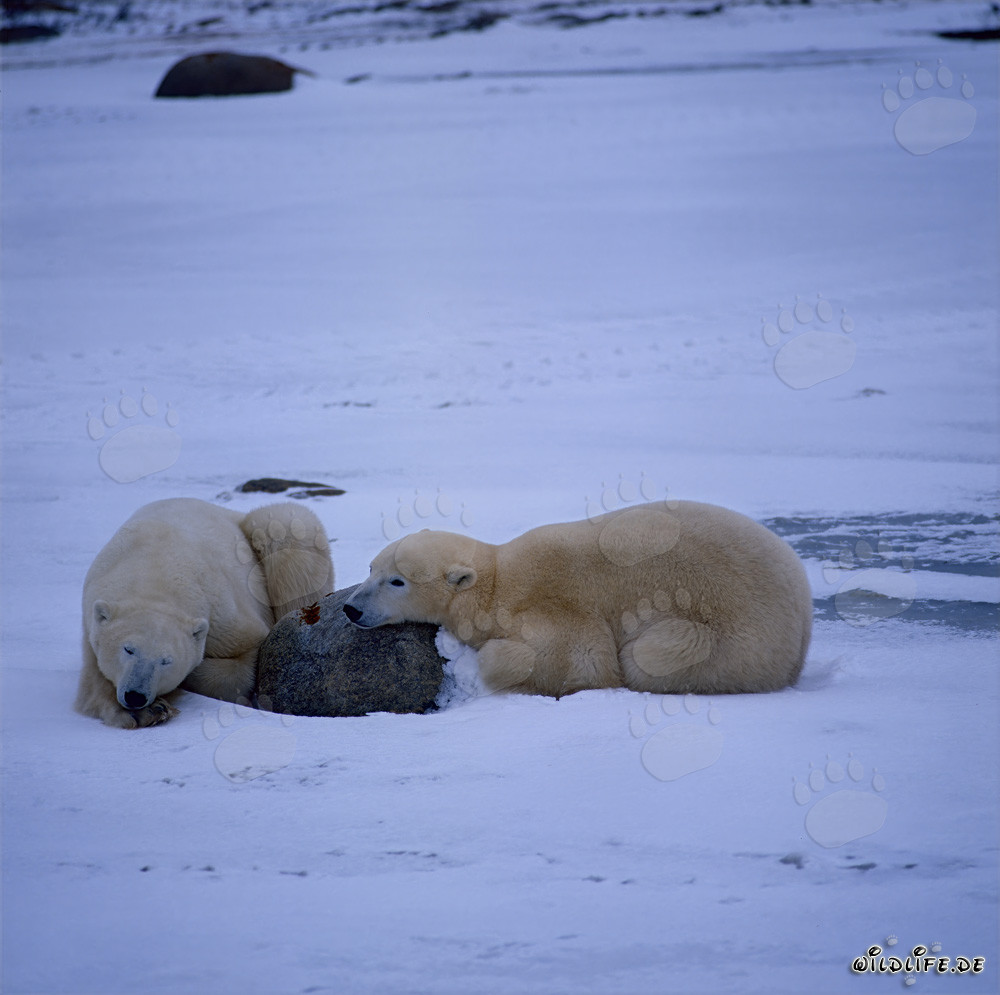 Rastende Eisbären in der Hudson Bay