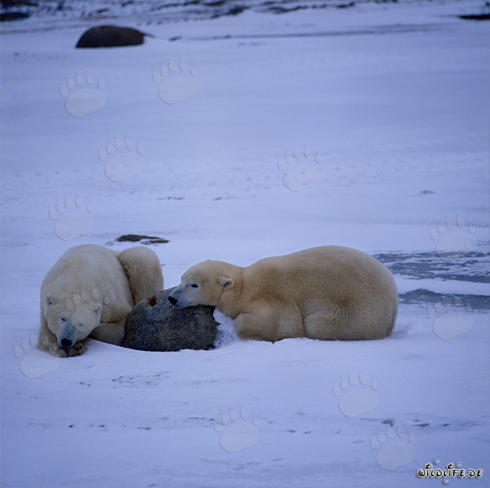 Resting Polar Bears in the Hudson Bay