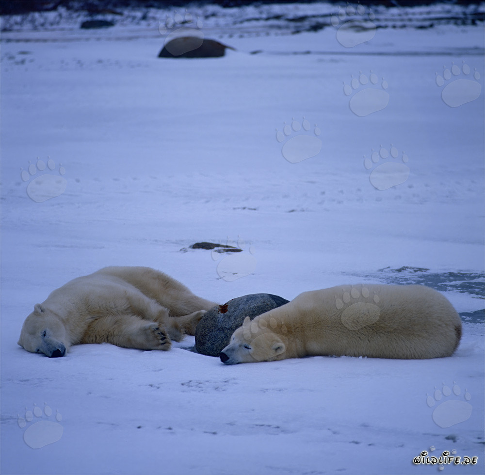 Two Majestic Polar Bears Resting in the Arctic Tundra