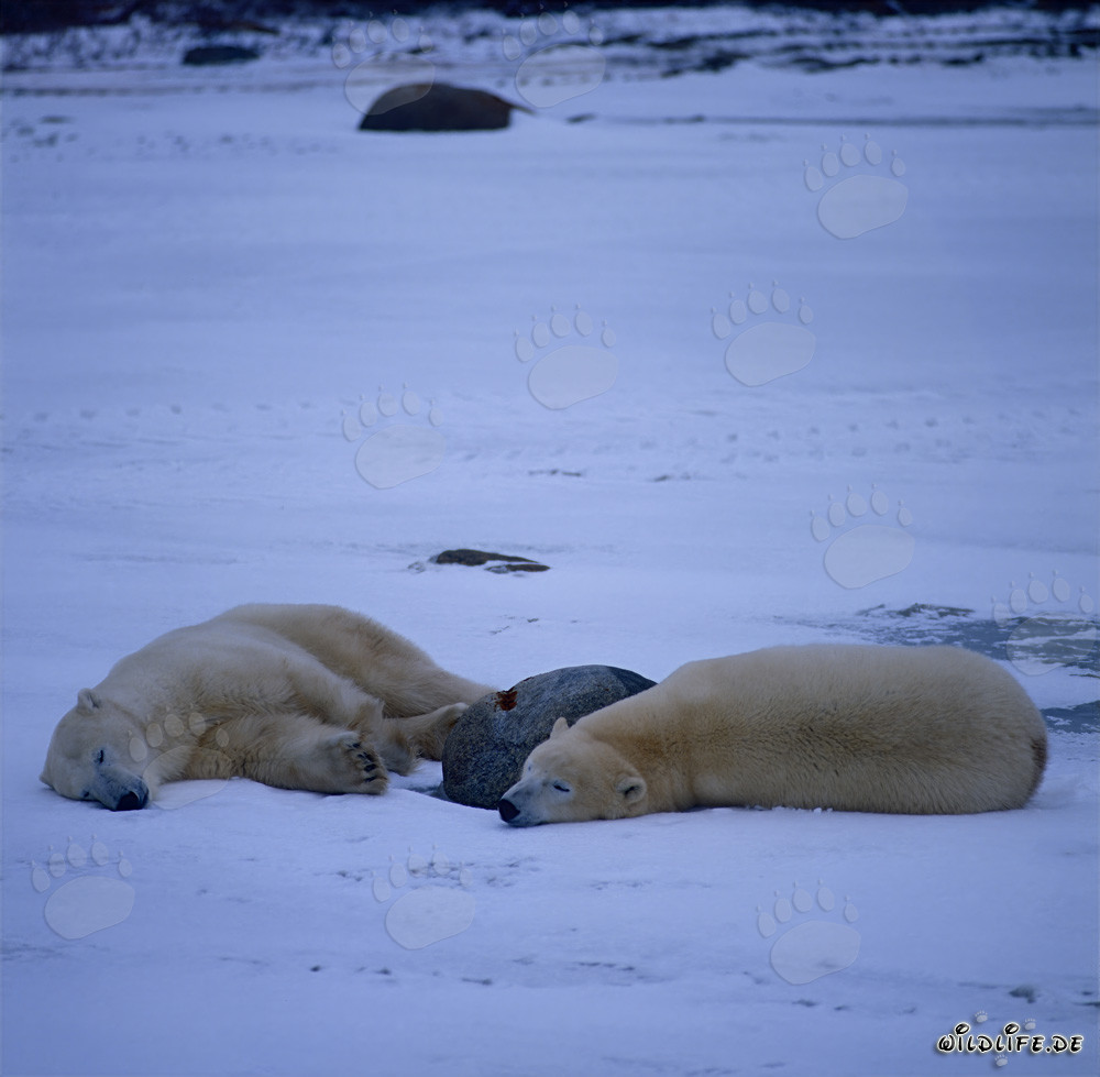 Zwei majestätische Eisbären ruhen in der arktischen Tundra
