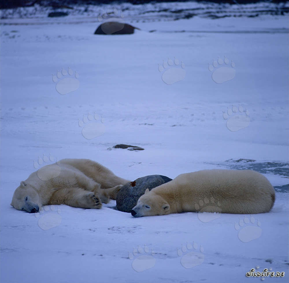 Deux majestueux ours polaires se reposent dans la toundra arctique
