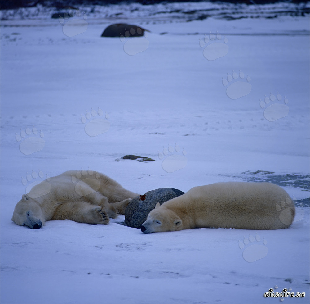 Dos majestuosos osos polares descansan en la tundra ártica