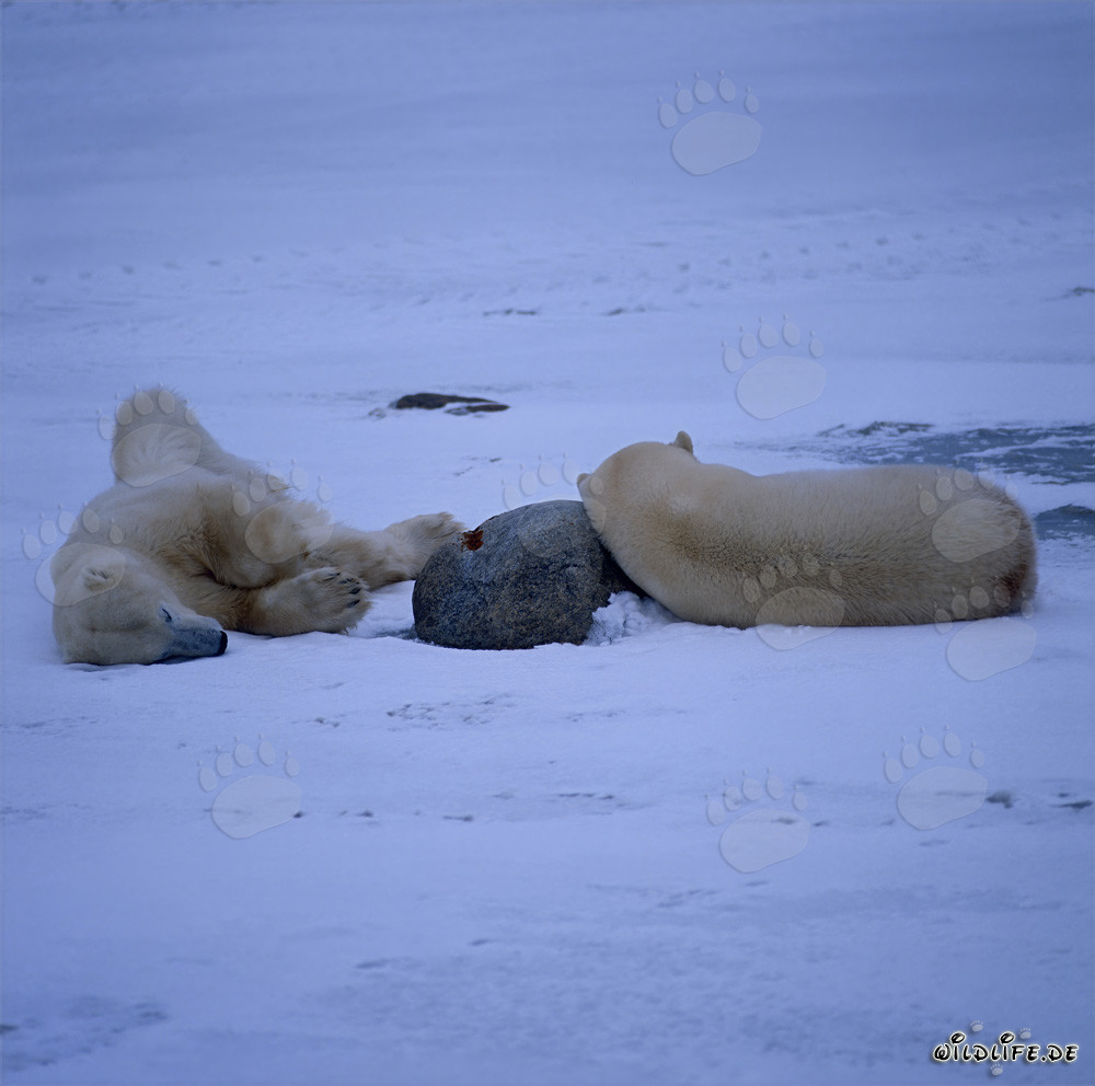 Osos polares en reposo en la bahía de Hudson