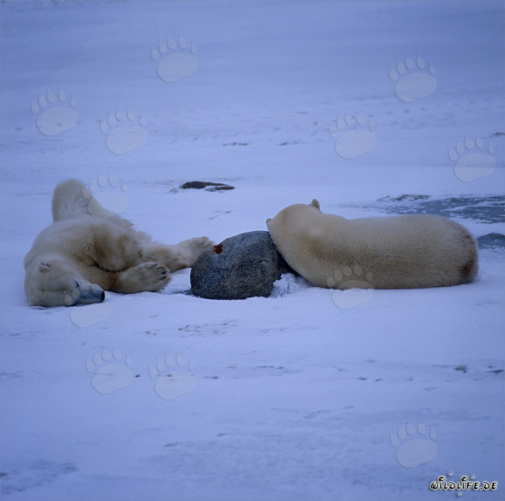 Two Resting Polar Bears in the Hudson Bay