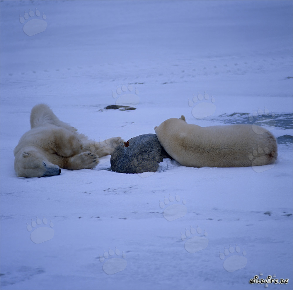 Ruhende Eisbären in der Hudson Bay