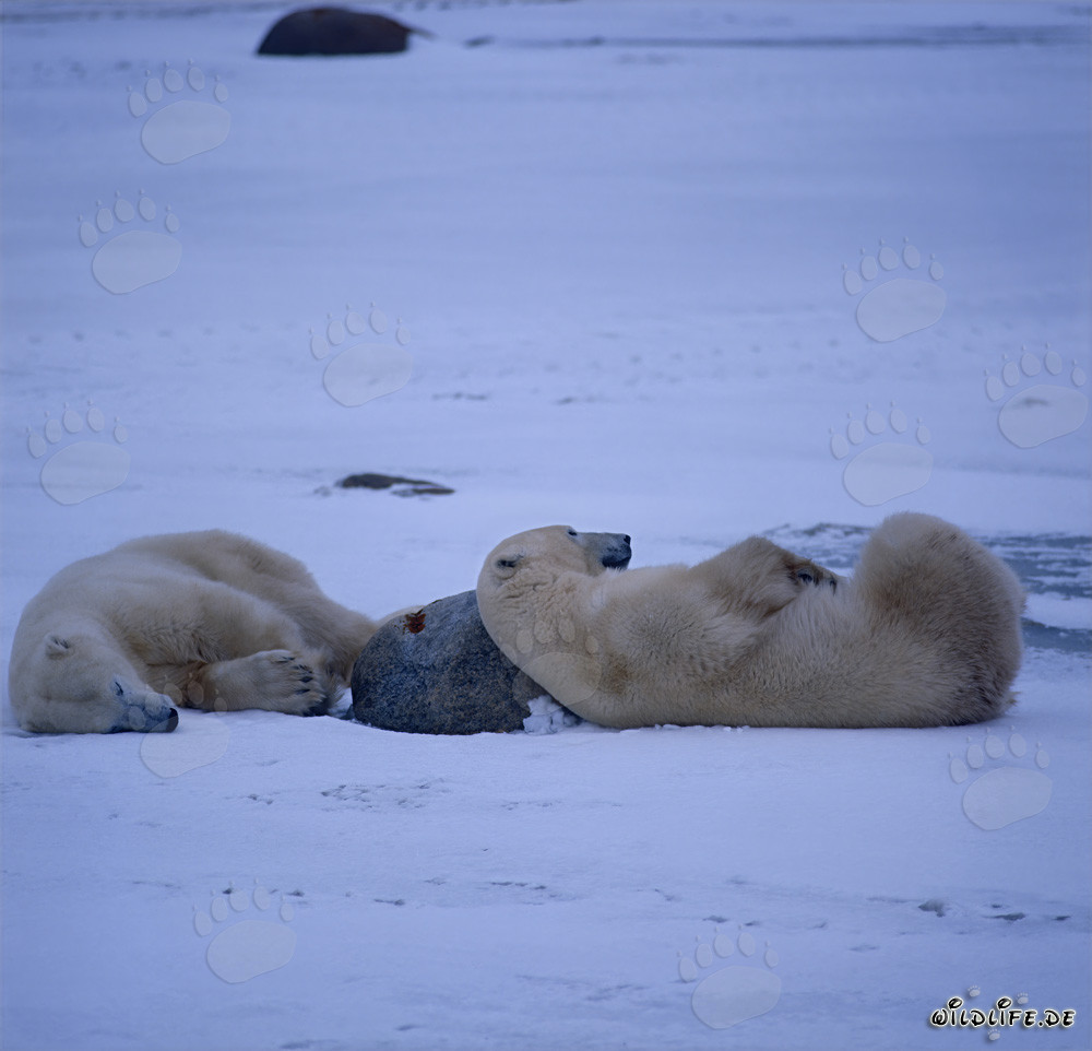 Ours polaires en pause dans la baie d'Hudson
