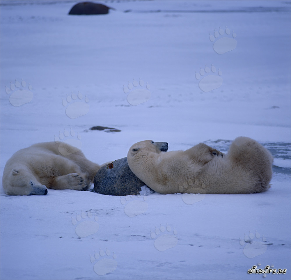 Ruhende Eisbären in der Hudson Bay