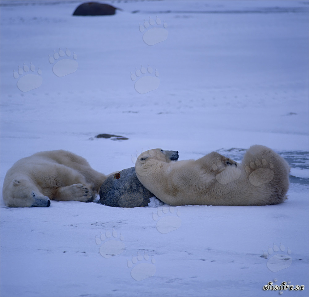Tired Polar Bears in the Hudson Bay