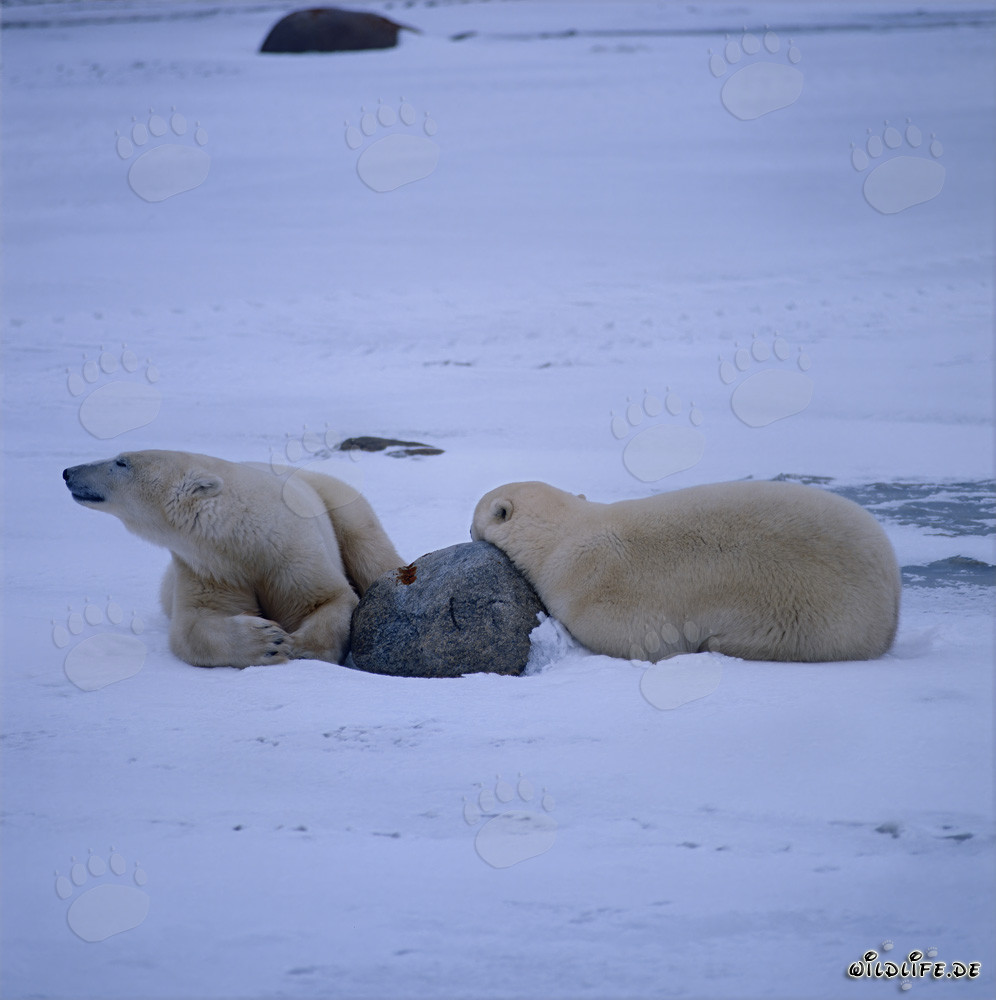 Osos polares en reposo en la bahía de Hudson