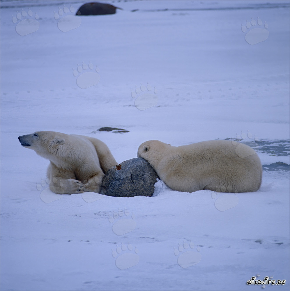 Ours polaires en sommeil dans la baie d'Hudson