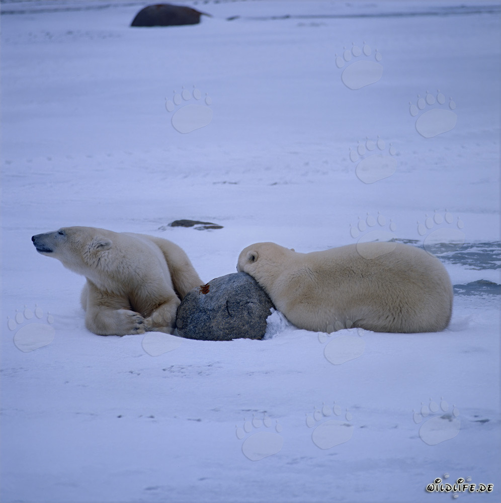 Ruhende Eisbären in der Hudson Bay