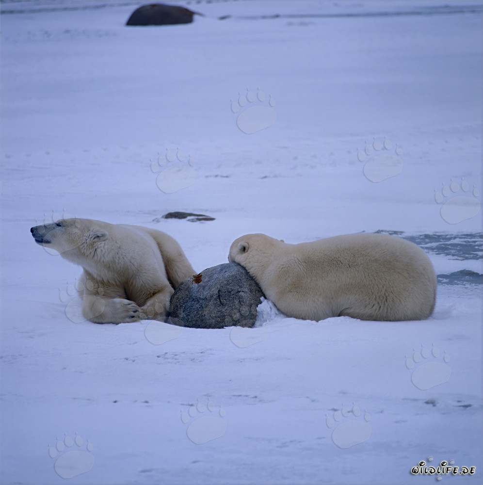 Two tired Polar Bears in the Hudson Bay