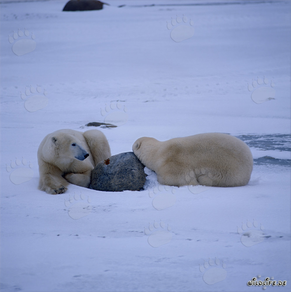 Osos polares descansando en la Bahía de Hudson