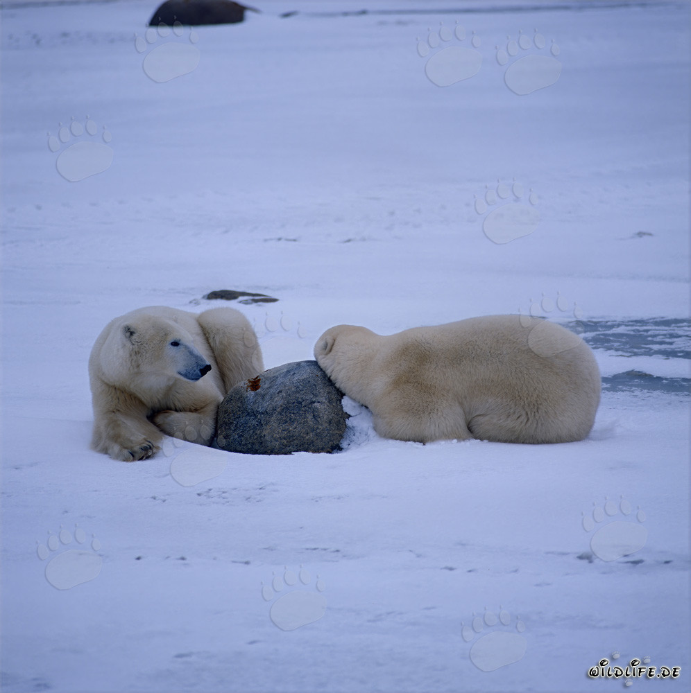 Polar Bears in the Hudson Bay