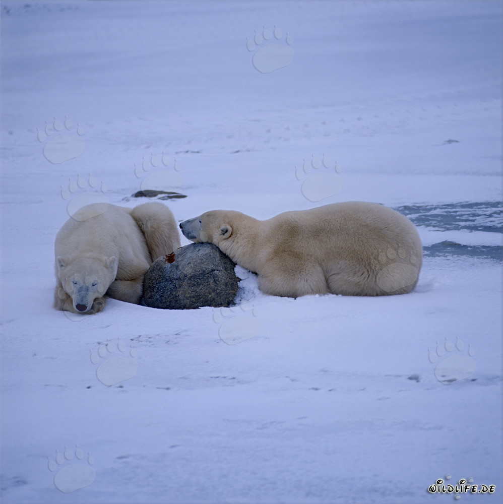 Majestic Polar Bears in the Arctic Tundra - Strength and Peace United