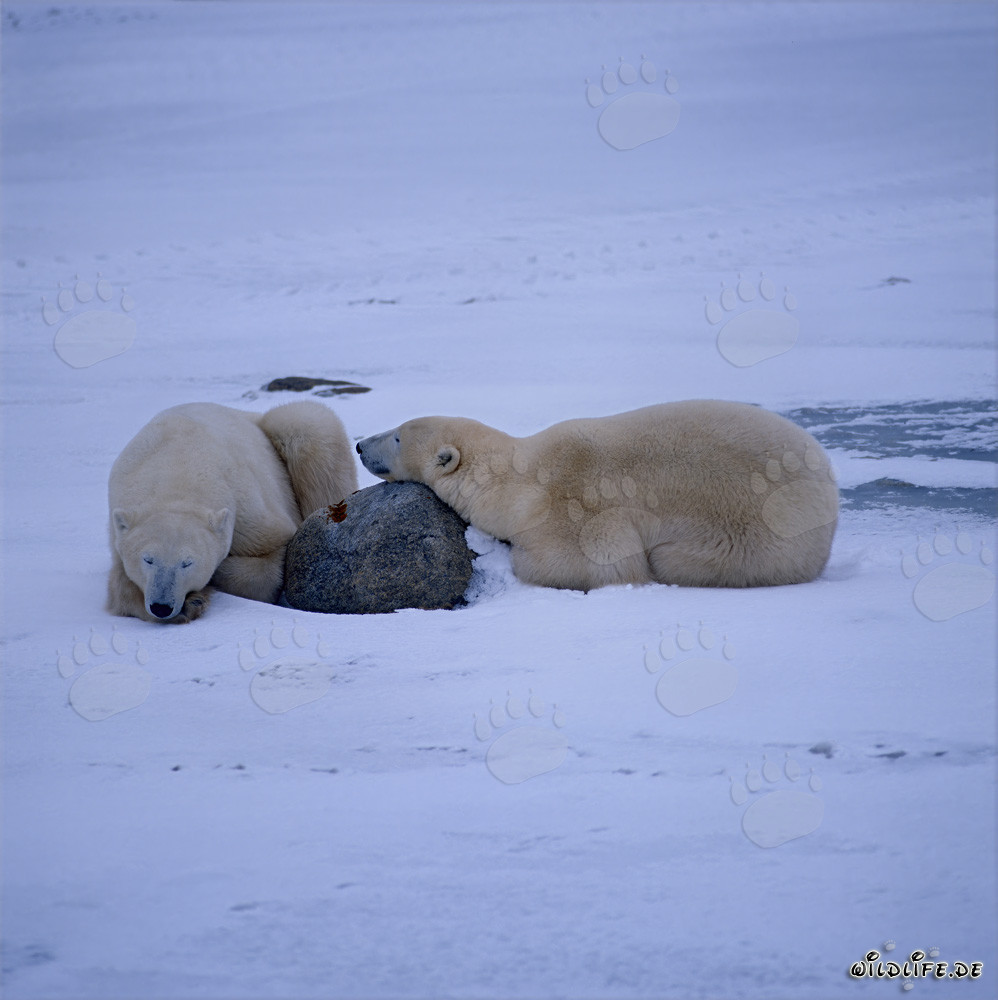 Majestätische Eisbären in der arktischen Tundra - Kraft und Ruhe vereint