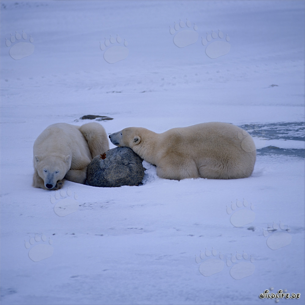 Ours polaires majestueux dans la toundra arctique - Force et calme réunis