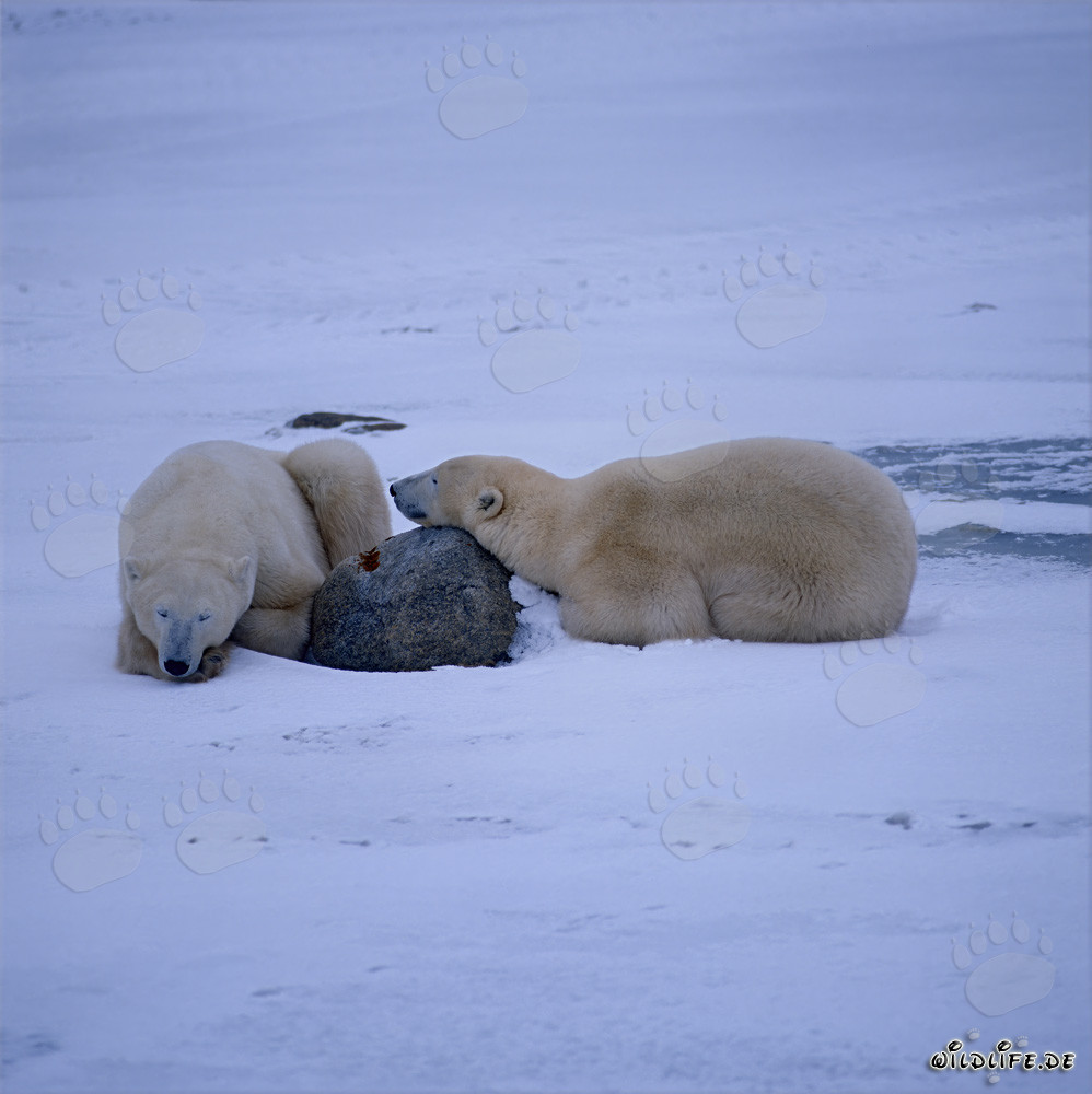 Orsi polari maestosi nella tundra artica - Forza e calma unite