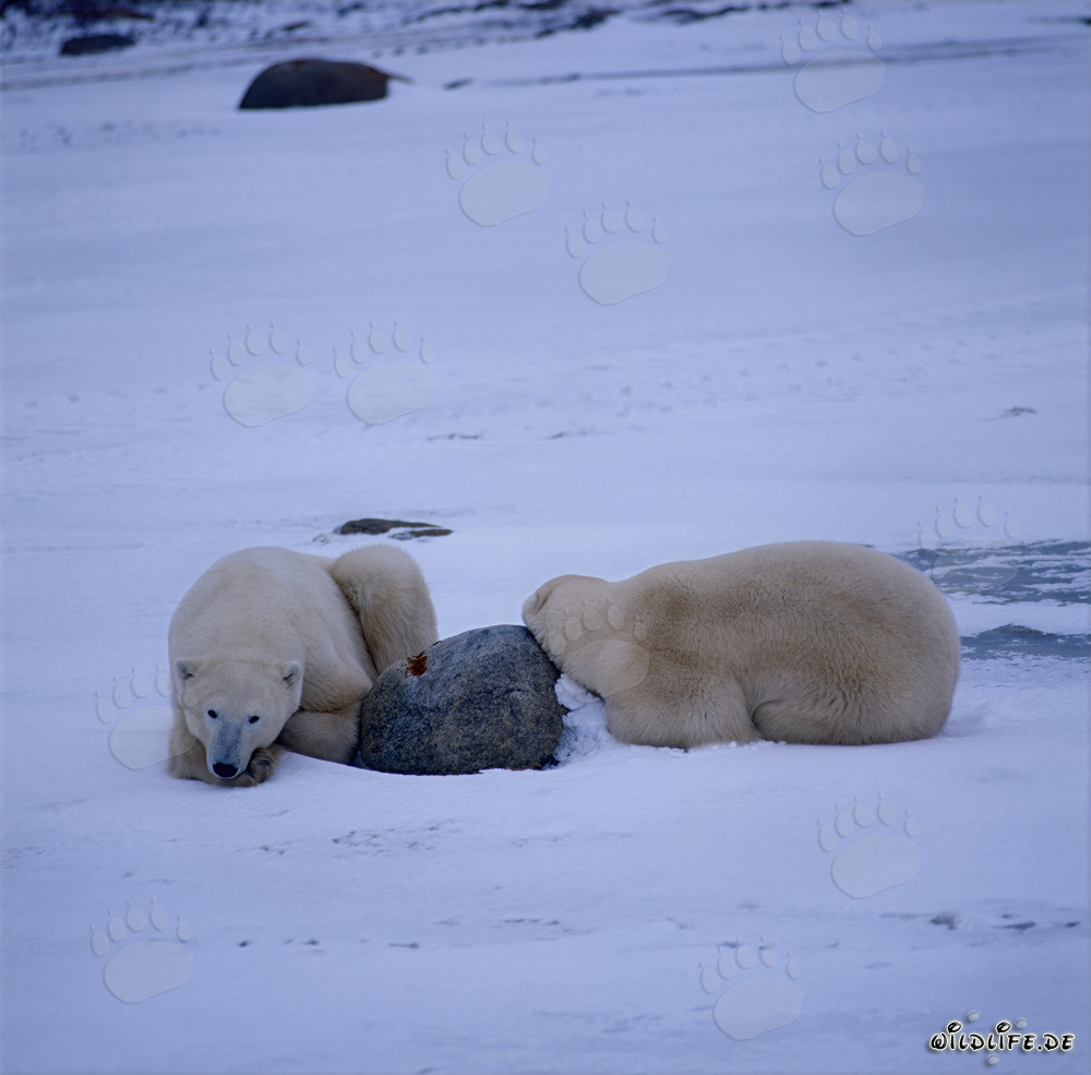 Ours polaires en sommeil dans la baie d'Hudson