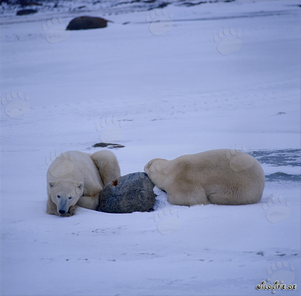 Resting Polar Bears in the Hudson Bay