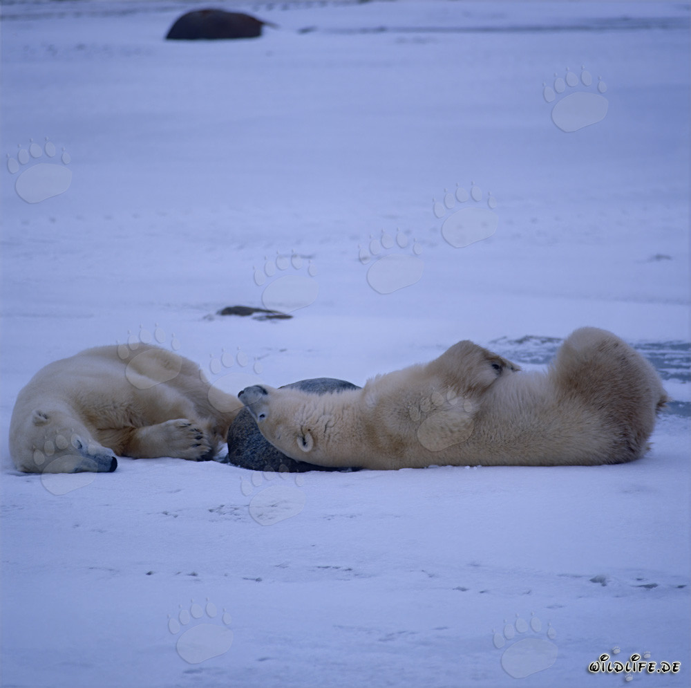Ours polaires en repos dans l'Arctique se détendent