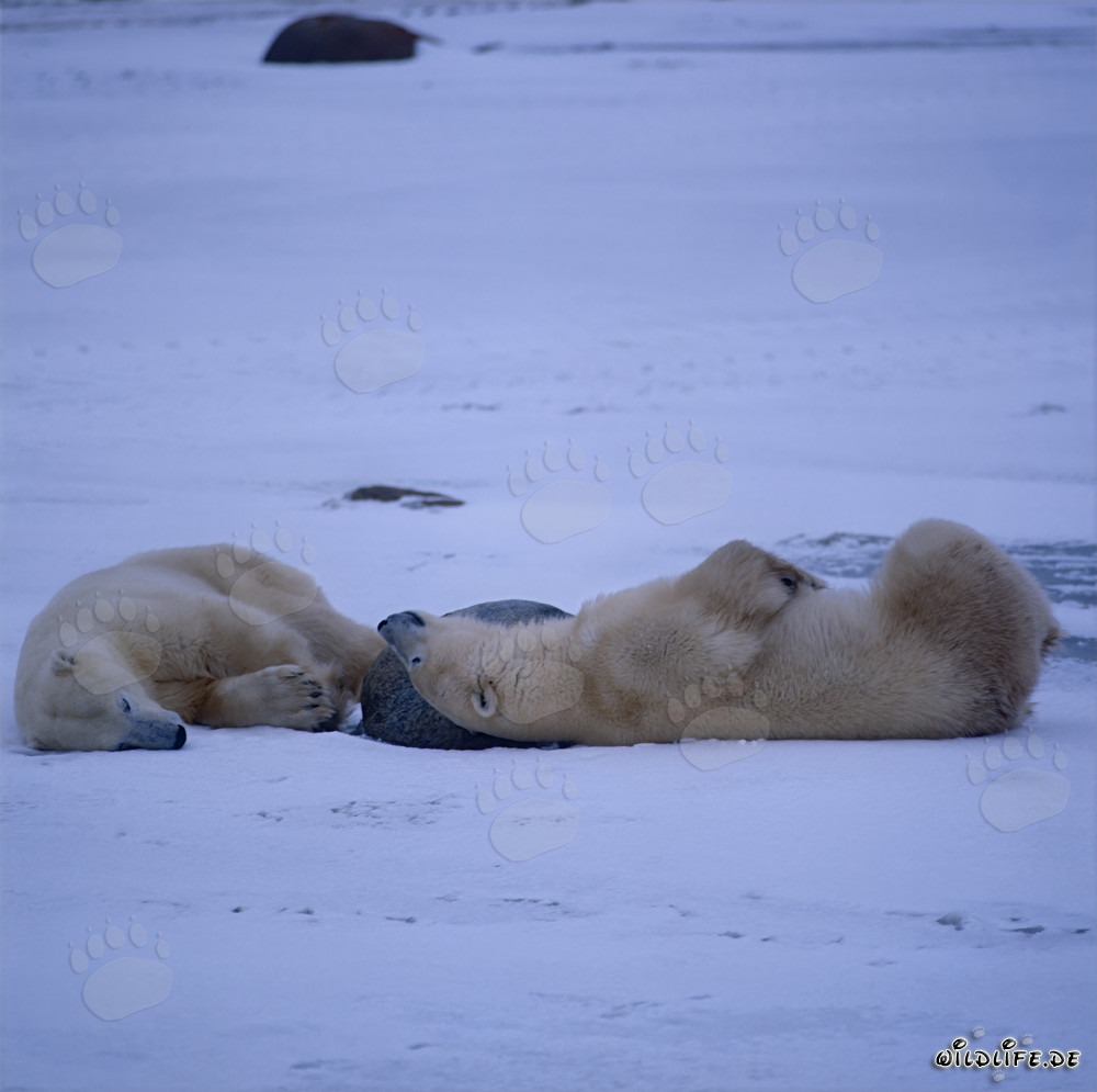Resting Polar Bears in the Arctic