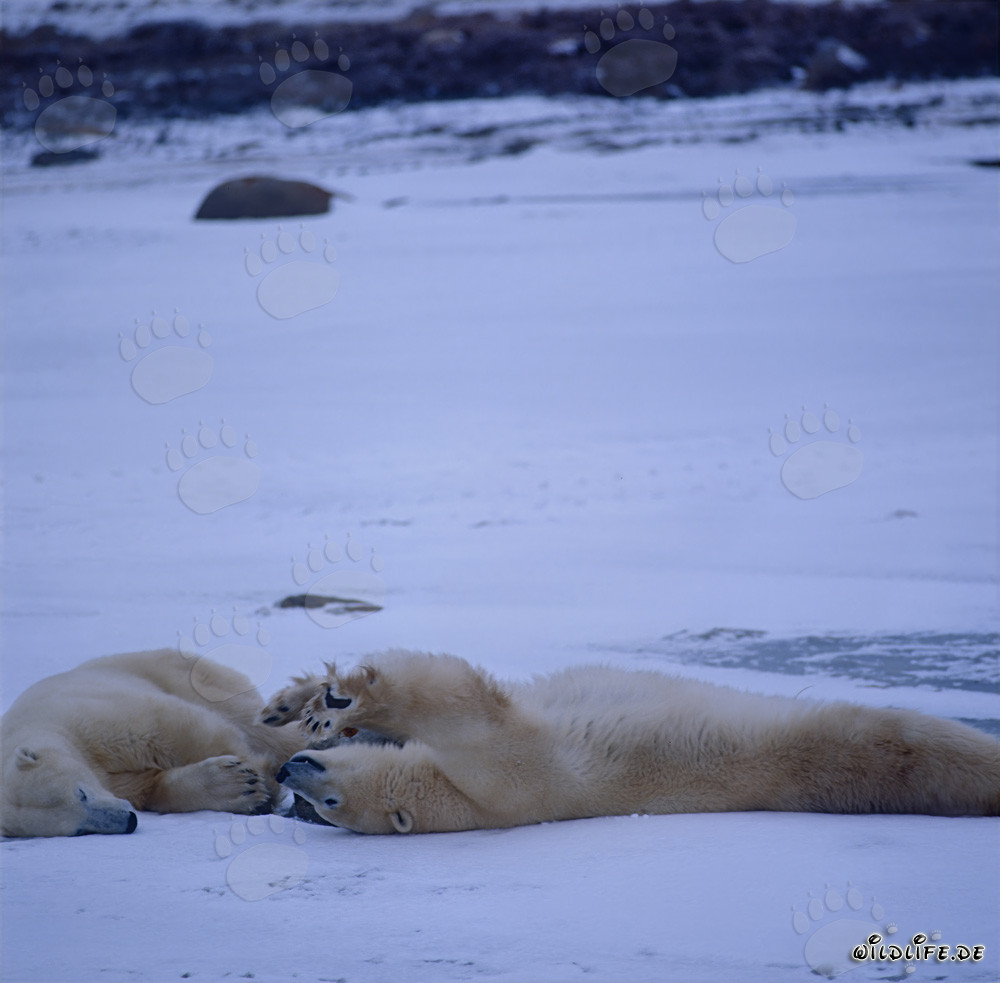 Ours polaires en repos dans l'Arctique