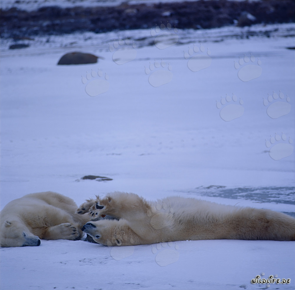 Resting Polar Bears in the Arctic