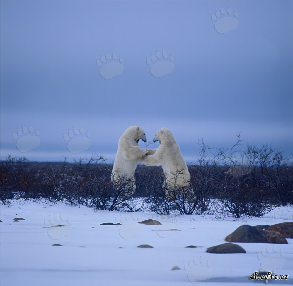 Ours polaires combattants dans la baie d'Hudson