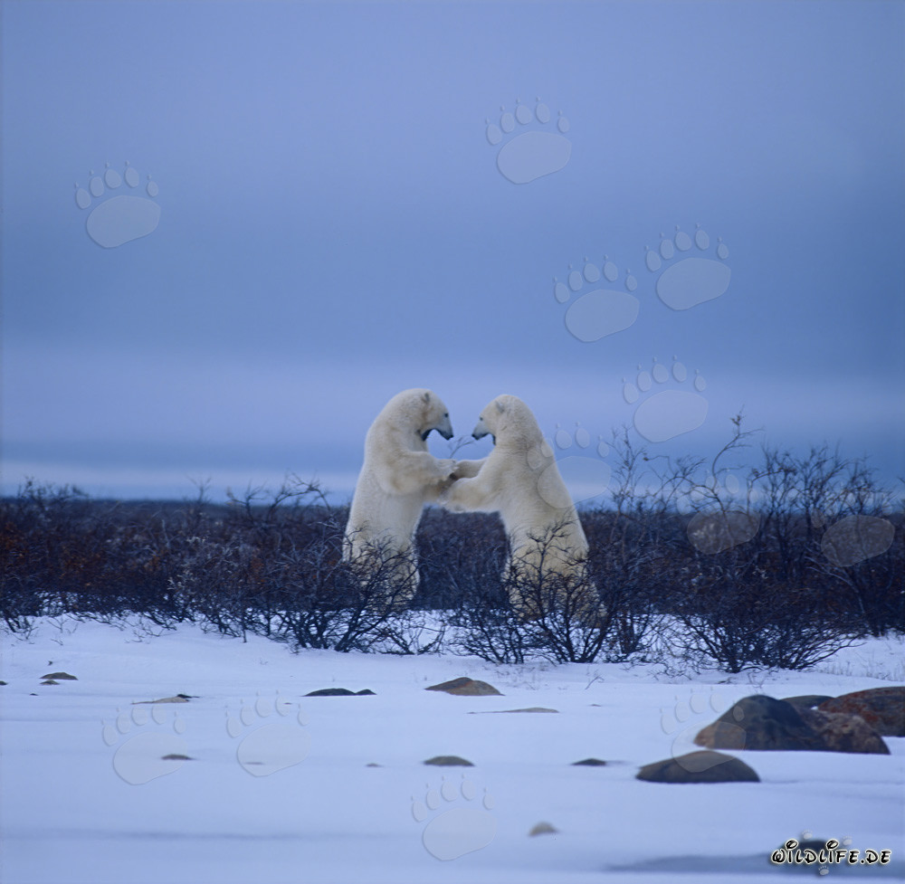 Kämpfende Eisbären in der Hudson Bay