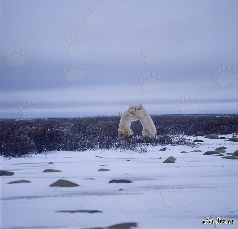 Fighting Polar Bears