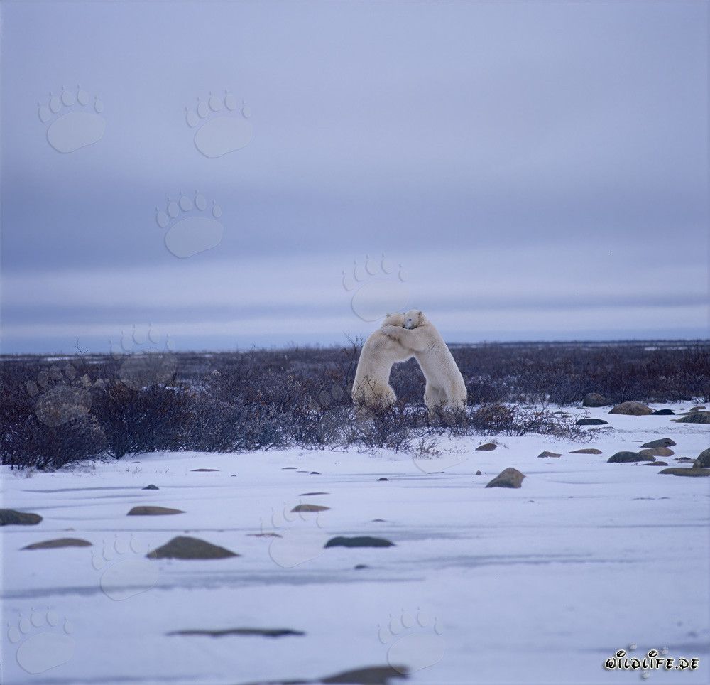 Kämpfende Eisbären in der Hudson Bay