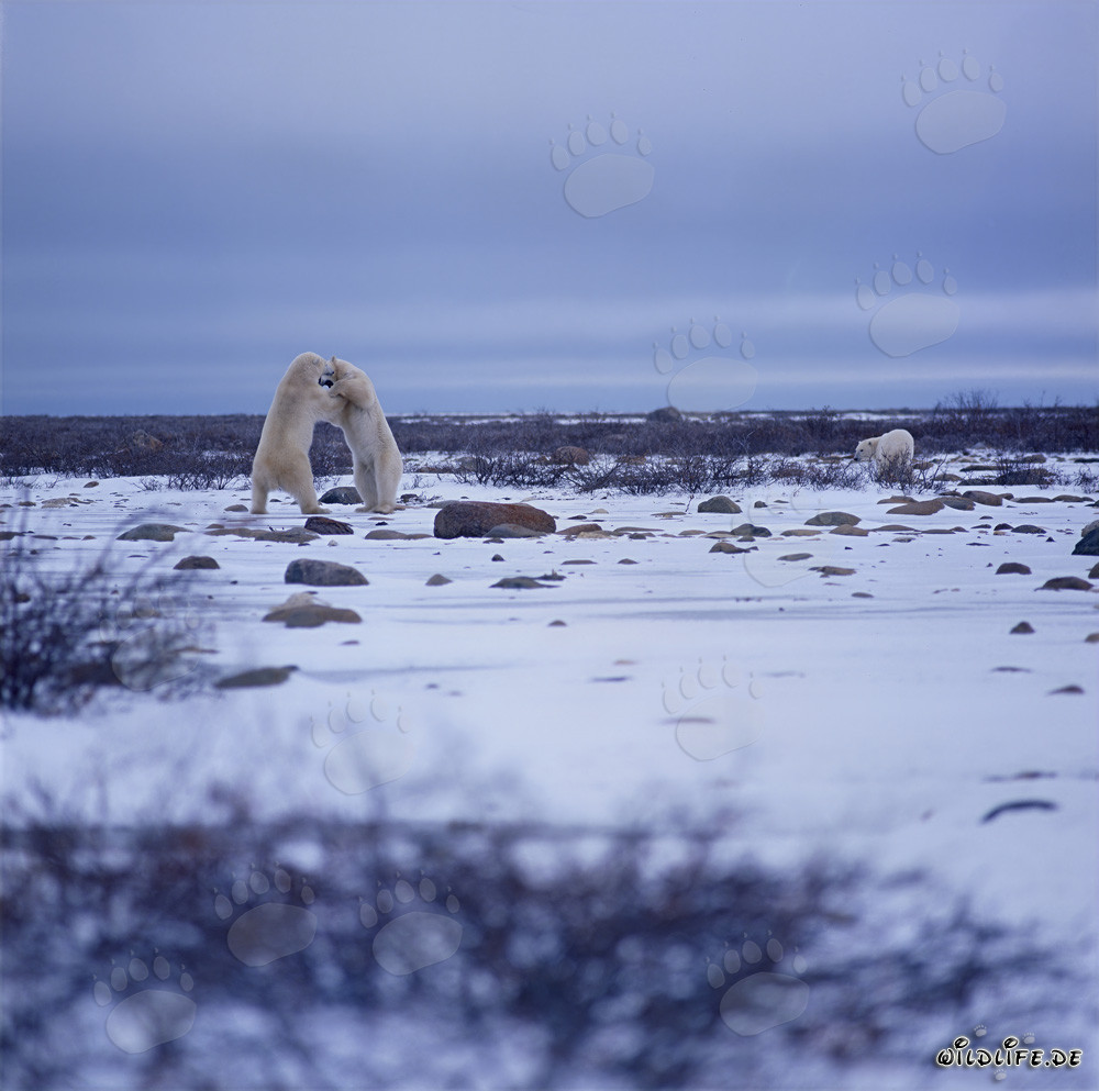 Ours polaires combattants dans l'Arctique