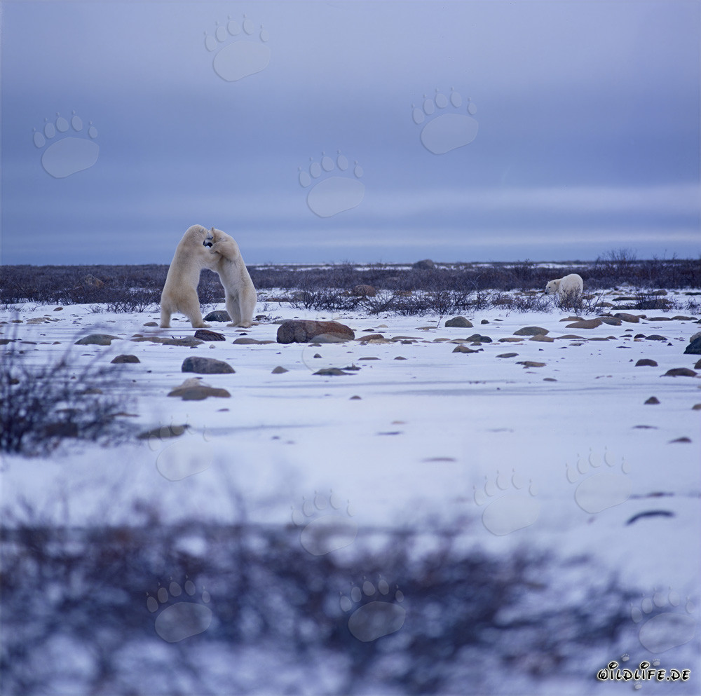 Fighting Polar Bears in the Arctic