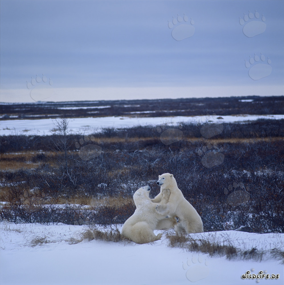 Eisbären beim Spielen in der Hudson Bay