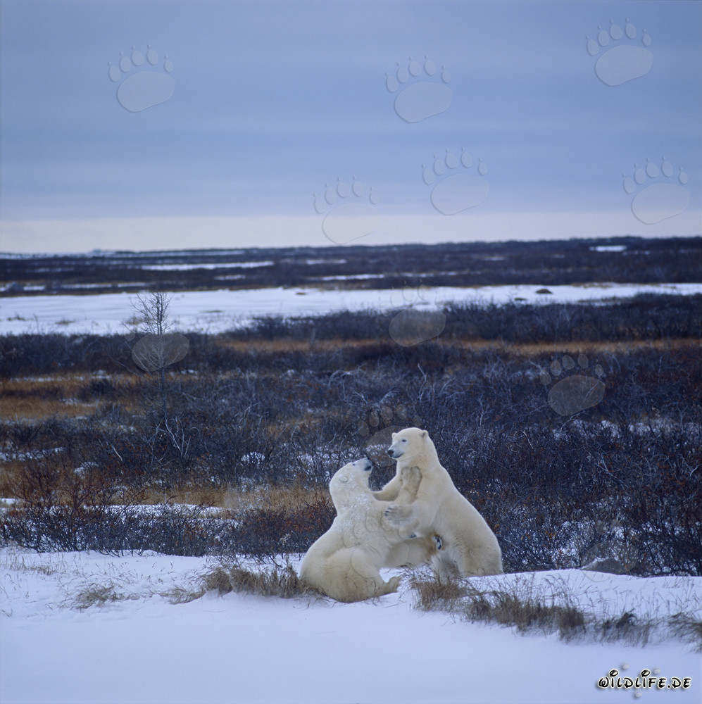 Polar Bears Playing in the Hudson Bay