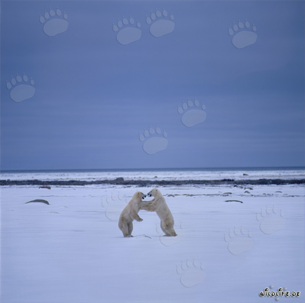 Combat des ours polaires géants dans l'Arctique