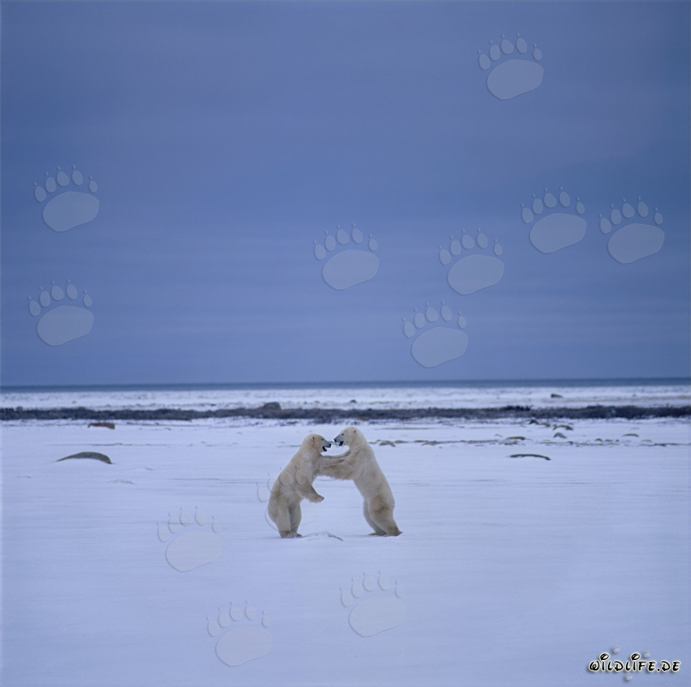 Battle of the Giant Polar Bears in the Arctic