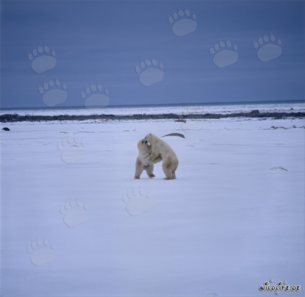 Ours polaires combattants dans la baie d'Hudson