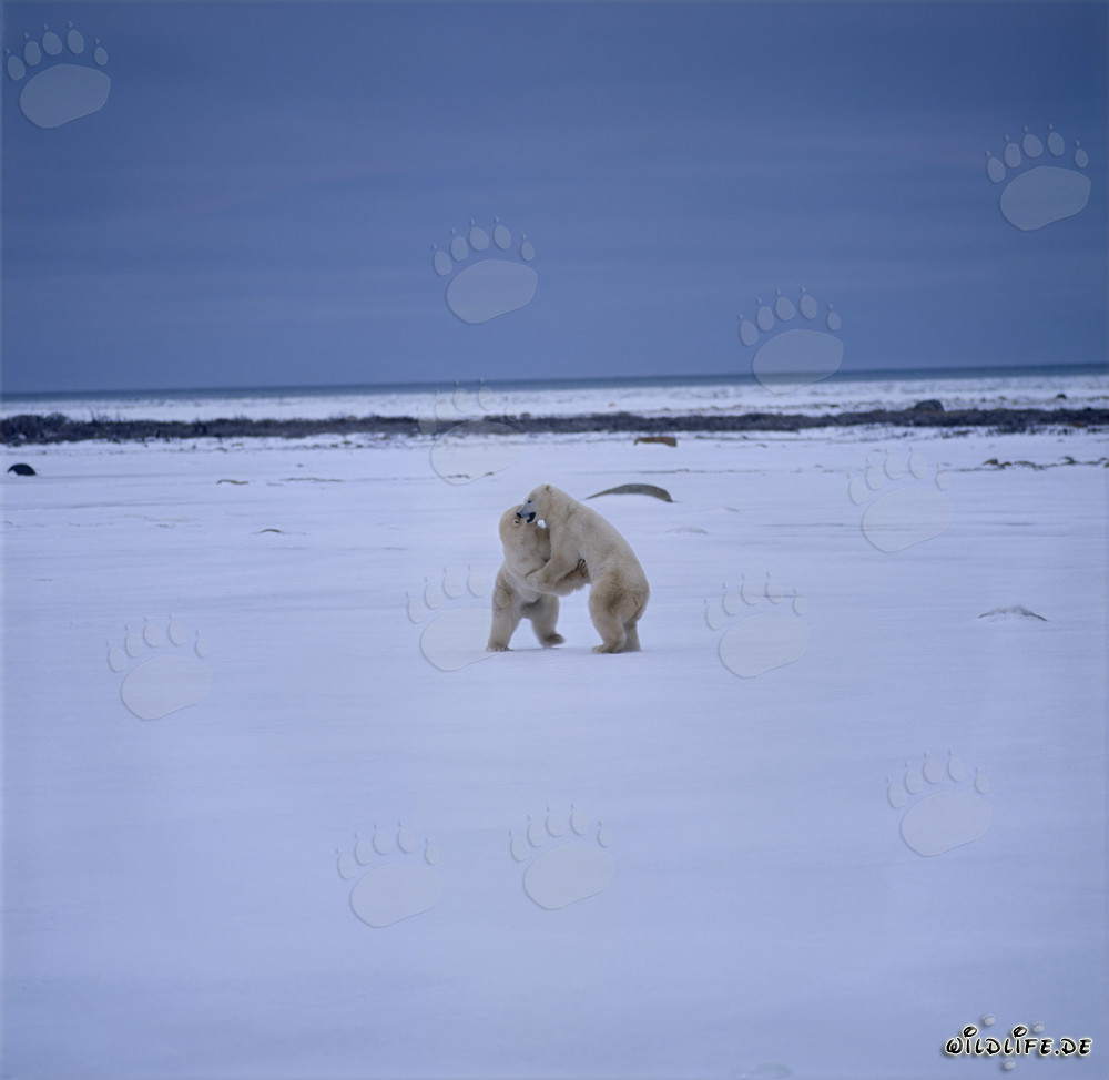 Fighting Polar Bears