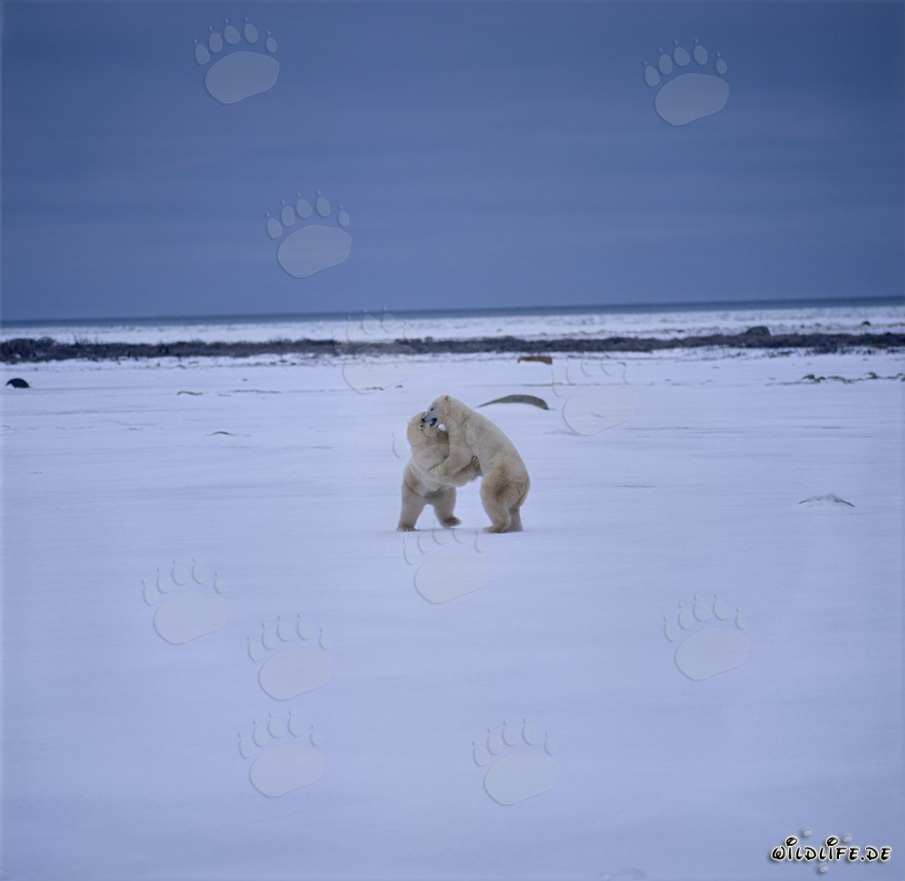 Kämpfende Eisbären in der Hudson Bay
