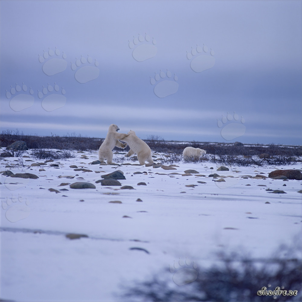 Ours polaires combattants dans la baie d'Hudson
