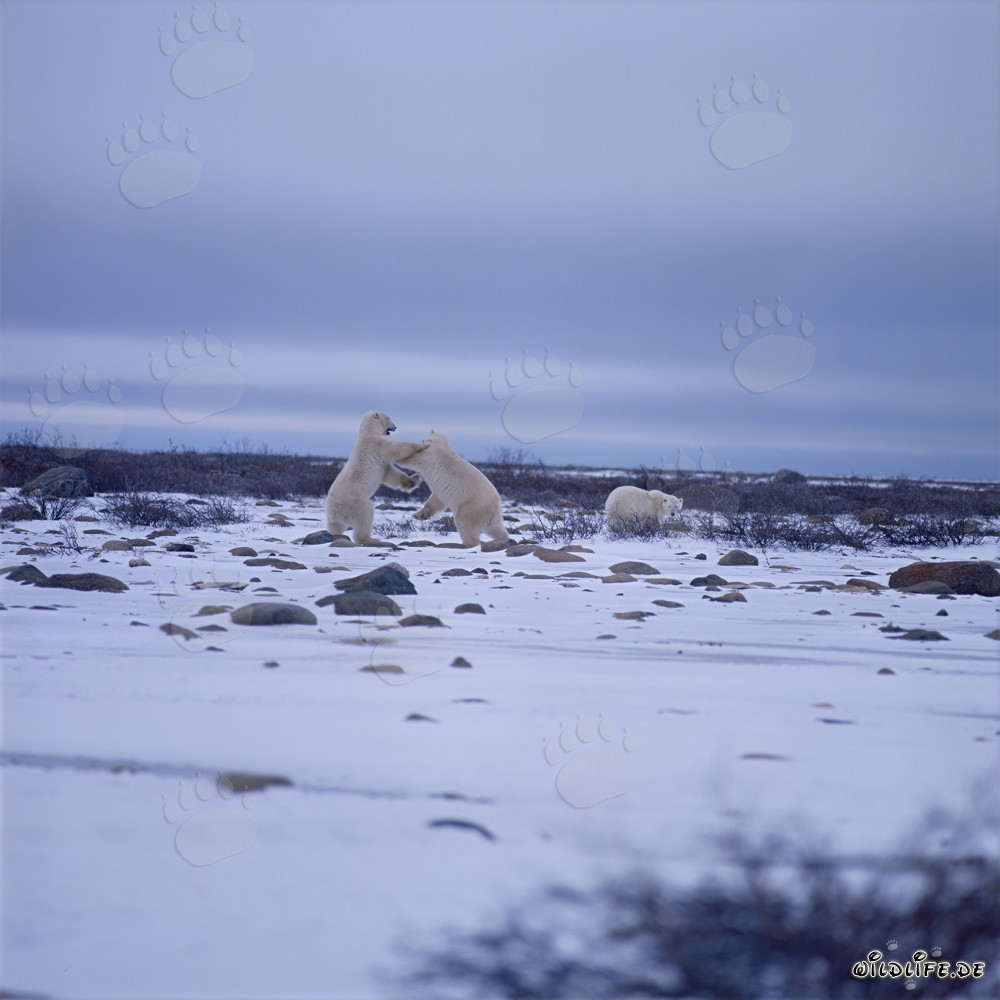 Fighting Polar Bears