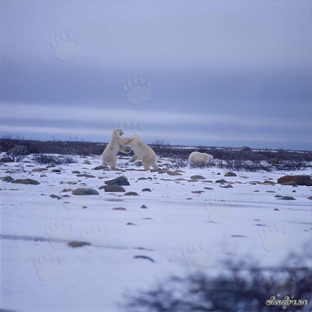 Kämpfende Eisbären in der Hudson Bay