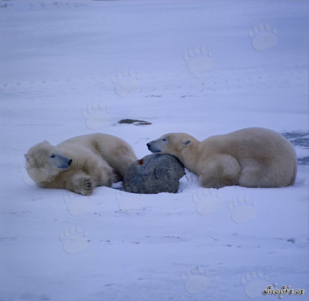 Osos polares majestuosos relajándose en la bahía de Hudson